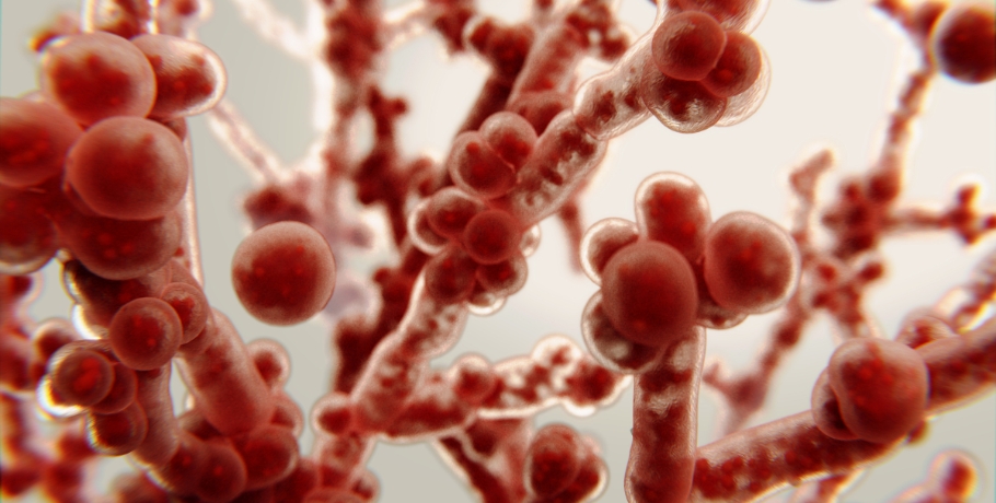 Candida's hoofdvormen: gistvorm, hyfale vorm en biofilmfase