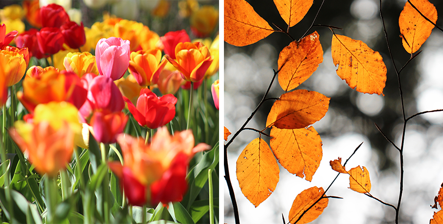 De schildklier in de herfst en lente