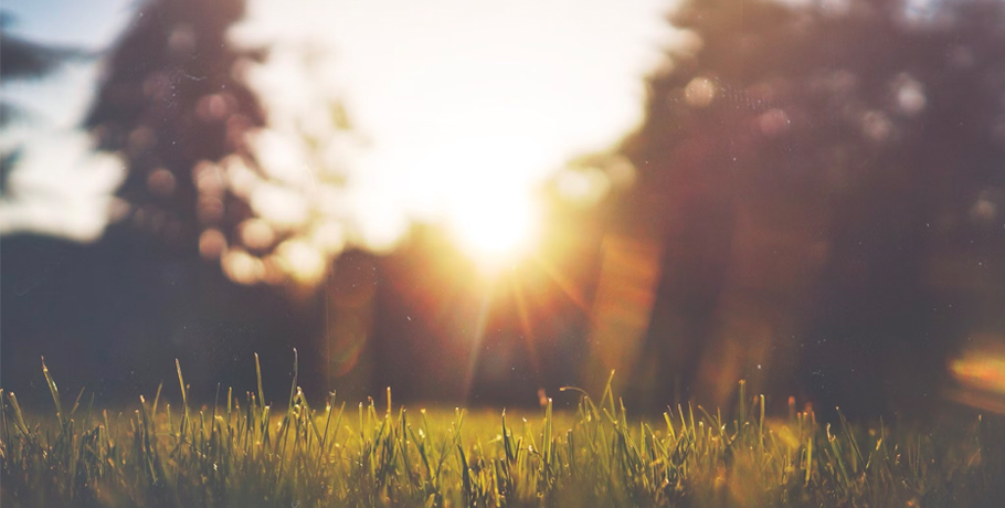 Alles over vitamine D